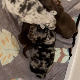 Dachshund puppies from Windsor Frenchie & Dachshunds
