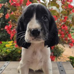Dori - Black and white female English Springer Spaniel puppy in Statesville, North Carolina from BAR Z Springers
