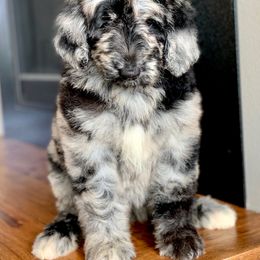 Newfypoo Puppies from Two Sisters Ranch, LLC
