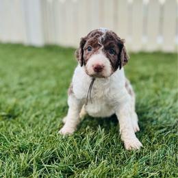 Bowie - Merle male Labradoodle puppy in Elizabeth City, North Carolina from Howdy Doodles