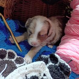 Finch (Brown collar) - Red merle male Australian Shepherd puppy in Okeechobee, Florida from Rothsolid Aussies
