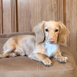 Ozzy - Dachshund