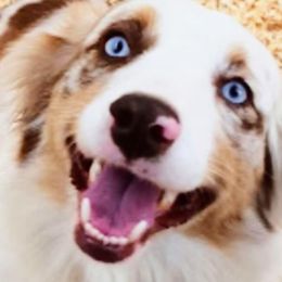 Miniature Australian Shepherds from Wing and a Prayer