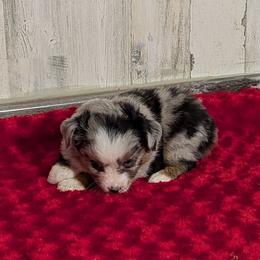 Patches - Blue merle female Miniature Australian Shepherd puppy in Lufkin, Texas from Texas Lil Cowdogs