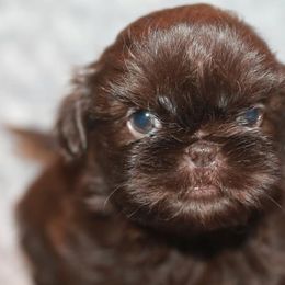 Shih Tzu Puppies from Gypsy Breeze Kennels