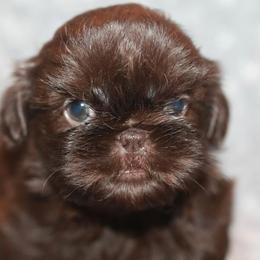 Shih Tzu Puppies from Gypsy Breeze Kennels