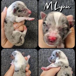 M'Lynn - Blue merle and white female Shetland Sheepdog puppy in Lebanon, Tennessee from Henotic Homestead's Shetland Sheepdogs