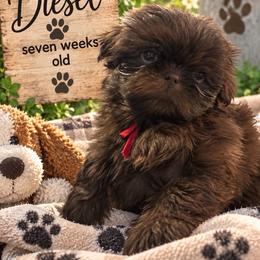 Jesse red - Chocolate male Shih Tzu puppy in Augusta, Maine from Zulas Shih Tzu of Maine