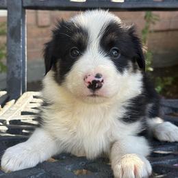 Zorro - Black and white male Border Collie puppy in Mckinney, Texas from Border Collies of Ruidoso