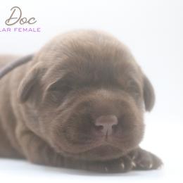 Girl 1 - Chocolate female Labrador Retriever puppy in Capron, Virginia from Triple Creek Kennel
