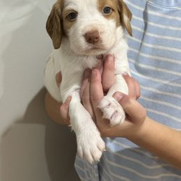 Skittle (Boy 1) - Orange and white male Brittany puppy in Claxton, Georgia from Bull Creek Kennels