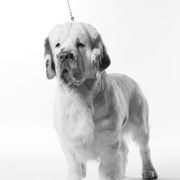 Derby - Clumber Spaniel