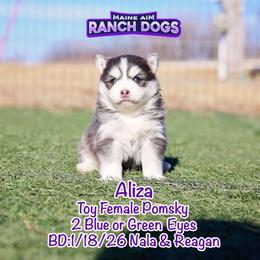 Aliza - Blue female Pomsky puppy in Humeston, Iowa from M.A.R. Dogs