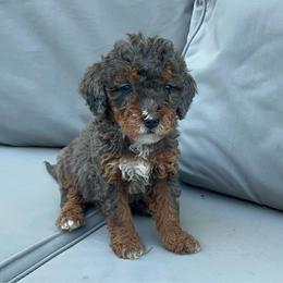 Girl 3 - Merle female Bernedoodle puppy in Los Angeles, California from Bernied00dle Love