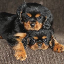 Cavalier King Charles Spaniels from Ruby and Black Cavaliers