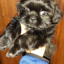 Rosey - Black female Shih Tzu puppy in Palmyra, New York from Karen's Tzus of Palmyra-Macedon