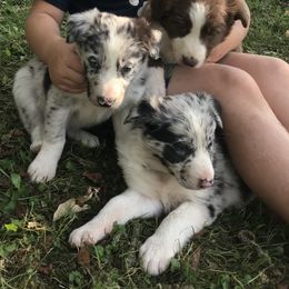 Border Collie Puppies from By Design Farm