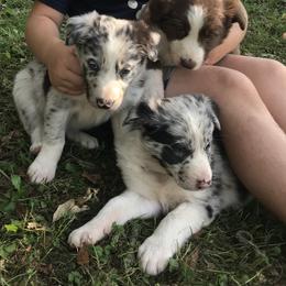Border Collie Puppies from By Design Farm