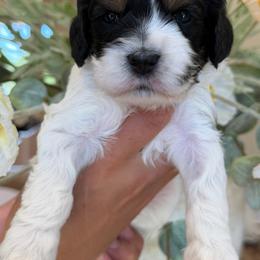 Valarie - Black and white female Cockapoo puppy in Yuciapa, California from AlltheDoodlez_