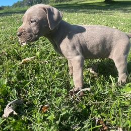 Chevy - Silver female Great Dane puppy in French Creek, West Virginia from Villa-Danes Von Kraus