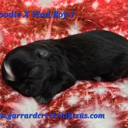 Boy 1 - Black male Shih Tzu puppy in Oakville, Washington from Garrard Creek Shih Tzus