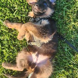 German Shepherd Puppies from Ewig Krieger Kennels