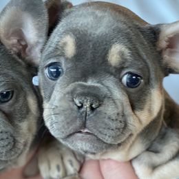 Girl 2 blue & tan - Blue French Bulldog puppy in Havre, Montana from MT French Bulldogs