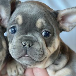 Girl 2 blue & tan - Blue French Bulldog puppy in Havre, Montana from MT French Bulldogs