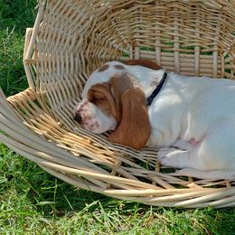 Basset Hound Puppies from Out Law Hounds Den