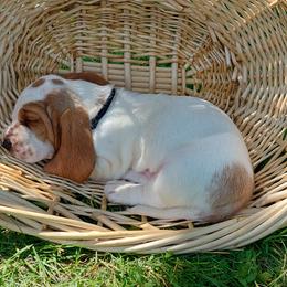 Basset Hound Puppies from Out Law Hounds Den