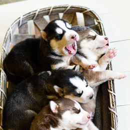 Siberian Husky Puppies from Tundra Dogs