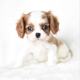 Princess - Blenheim female Cavalier King Charles Spaniel puppy in Lawton, Oklahoma from Lindsey’s Cavies