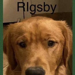 Rigsby - Golden Retriever