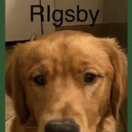 Rigsby - Golden Retriever