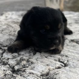 Ursula - Black tri female Miniature Australian Shepherd puppy in Godley, Texas from Nana and Paws Aussies