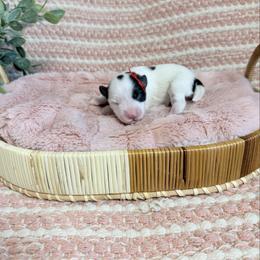Ophelia - Parti female Miniature Schnauzer puppy in Bluffdale, Utah from Mountain Point Schnauzers