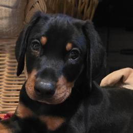 Black collar - Black and rust male Doberman Pinscher puppy in Houston, Texas from Draggin Dobermans & Great Danes