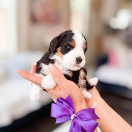 Goomba-Super Mario - Tri-color male Bernedoodle puppy in Ontario, California from Teddy Doodles & Standard Poodles