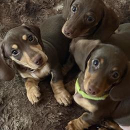 Teddy - Chocolate male Dachshund puppy in Salem, Oregon from Ide's of March Dachshunds