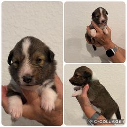 Green - Sable and white male Shetland Sheepdog puppy in Katy, Texas from Sherock’s Shelties