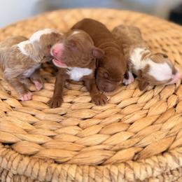 Girl 3 - Red  female Goldendoodle puppy in Glendale, Arizona from Follow Your Bliss Doodles