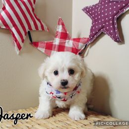 Jasper - White male Mal-Shi puppy in Morehead, Kentucky from Paw Perfect Pets