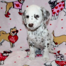 Rocky - White and liver brown Dalmatian puppy in Lavon, Texas from Fox and Spots