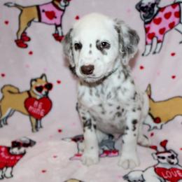 Rocky - White and liver brown Dalmatian puppy in Lavon, Texas from Fox and Spots