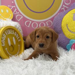 Yellow collar - Yellow female Labrador Retriever puppy in Heath Springs, South Carolina from Rich Hill Retrievers