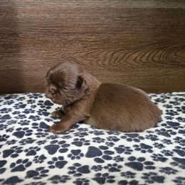 Male 3 - Chocolate male Shih Tzu puppy in Meadows Of Dan, Virginia from Walt’s Shih Tzus