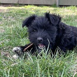 Miniature Schnauzer Puppies from Winona Schnauzers