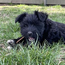 Miniature Schnauzer Puppies from Winona Schnauzers