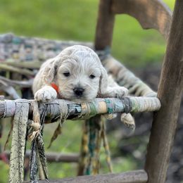 Cockapoo Puppies from East St. Poodles & Doodles