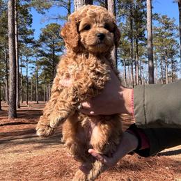 Otto - Red and white male Cockapoo puppy in Ellaville, Georgia from Lakeside Cockapoos